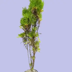 Cypress Plant | Dhupi