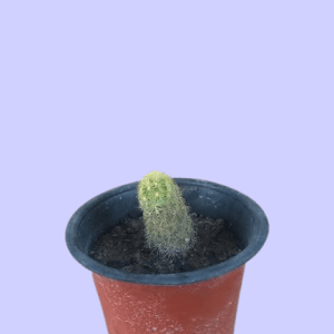 Thimble Cactus Plant | 7 Amazing Benefits