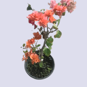 Bougainvillea Bonsai Plant | 4 Amazing Benefits