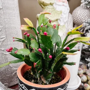 Christmas Cactus Plant | 7 Amazing Reasons to Buy
