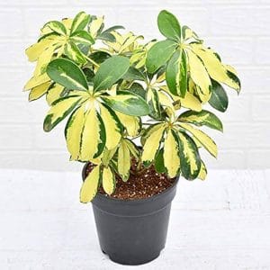 Umbrella Tree Plant | 7 Stunning Reasons to Grow