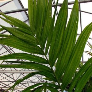 Areca Catechu Plant | Supari