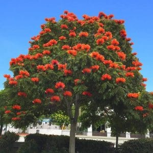 Spathodea campanulata flower Plant
