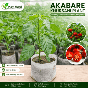 Akabare Khursani Plant: 15 Incredible Benefits