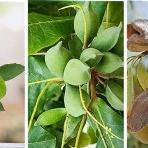 Almond Plant (Badam) | 1 Premium Healthy Grafted Sapling