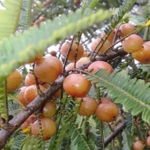 Amala red gooseberry Plant