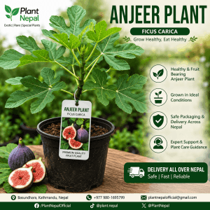 Anjeer Plant: 13 Incredible Health Benefits