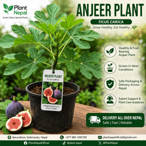 Anjeer Plant: 13 Incredible Health Benefits