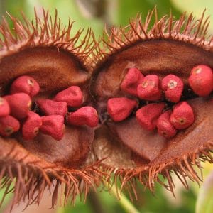 Annatto Plant