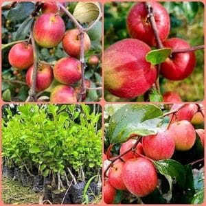 Red Apple Bayer Plant
