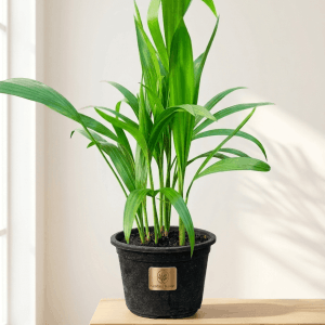 Areca Palm Plant