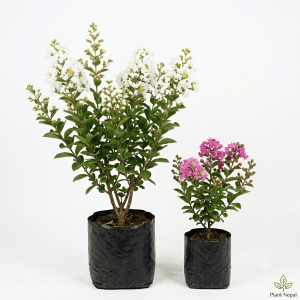 Asare Flower Plant: 9 Amazing Benefits