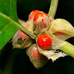 Ashwagandha Plant – 7 Powerful Reasons Experts Recommend This Herb