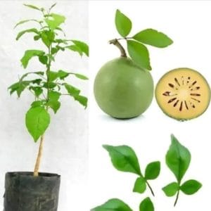 Belpatra Plant