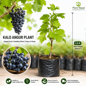 Black Grapes / Kalo Angur Plant: 7 Secret Benefits for Every Gardener