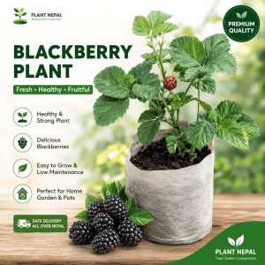 Blackberry Plant: 15 Amazing Benefits