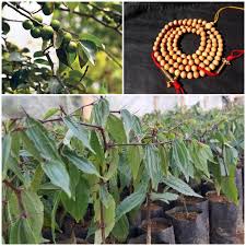 Buddha Chitta Plant: 100% Pure, Rare & Divinely Powerful