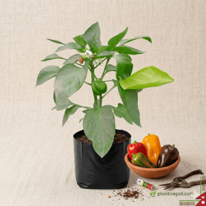 Capsicum Plant: 15 Expert Growing Tips