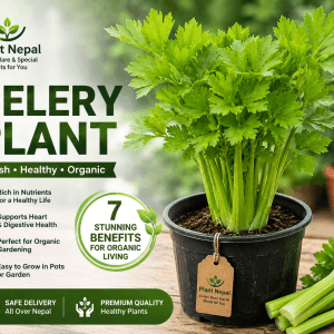 Celery Plant