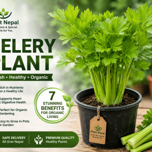 Celery Plant: 7 Stunning Benefits for Organic Living
