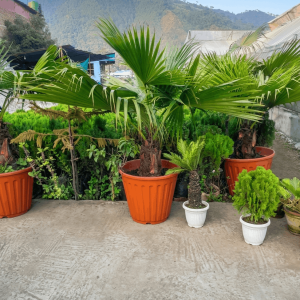 Chinese Fan Palm Plant Big Size: 9 Powerful Reasons to Buy