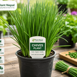Chives Plant: 11 Incredible Benefits Every Organic Gardener Will Love