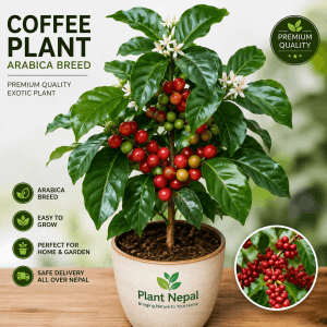Coffee Plant: 15 Incredible Benefits Every Garden Lover Must Know