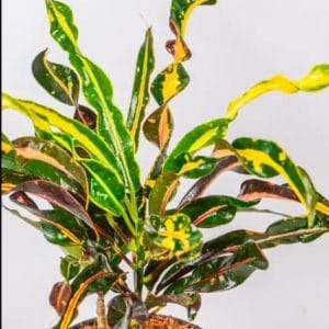 Croton Plant