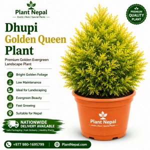 Dhupi Golden Queen Plant: 11 Stunning Landscape Benefits
