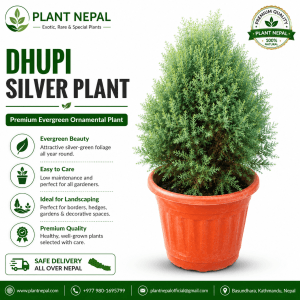 Dhupi Silver Plant: 13 Expert Care Tips