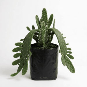 Drooping Prickly Pear Cactus: 9 Incredible Benefits & Growing Secrets