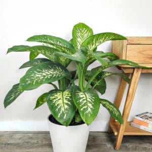 Dieffenbachia Plant