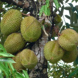 Durian Plant