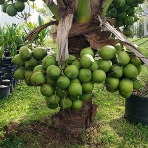 Dwarf Coconut Tree Plant