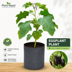Eggplant Plant: 12 Incredible Reasons to Grow It