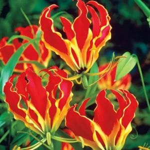 Gloriosa Lily Plant
