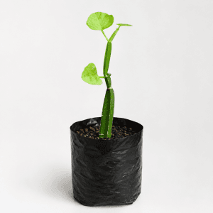 Hadjod Plant (Cissus quadrangularis): 9 Amazing Benefits
