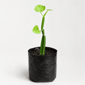 Hadjod Plant (Cissus quadrangularis): 9 Amazing Benefits