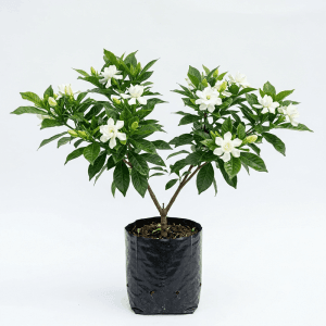 Indrakamal Flower Plant