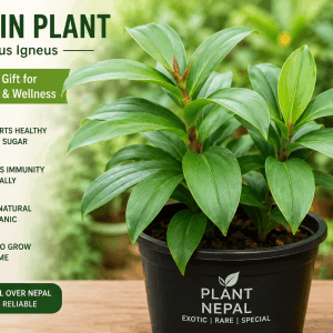 Insulin Plant