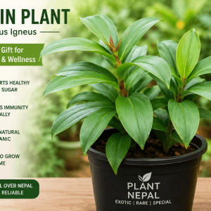 Insulin Plant: 8 Powerful Benefits for Better Health
