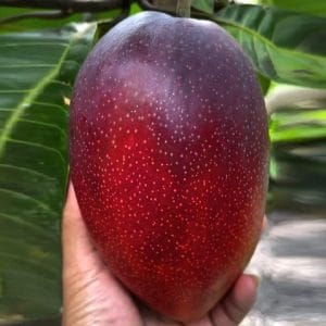 Japanese Miyazyaki Mango