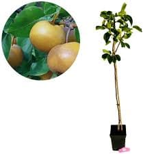 Japanese Nashpati Fruit Plant: Top 10 Smart Growing Tips for Big Harvests