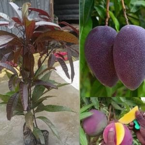 Kasturi Black Mango