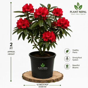 Laliguras Plant: 9 Amazing Reasons to Grow