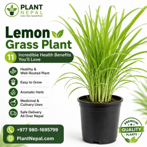 Lemon Grass Plant: 11 Incredible Health Benefits You’ll Love
