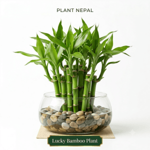 Lucky Bamboo Plant: 9 Amazing Benefits for Luck, Wealth & Beauty