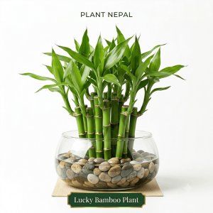 Lucky Bamboo Plant: 9 Amazing Benefits for Luck, Wealth & Beauty
