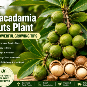 Macadamia Nuts Plant