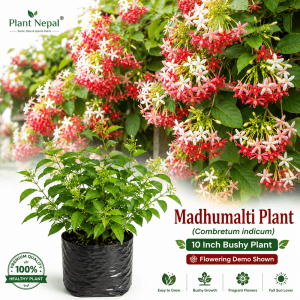 Madhumalti Plant: 9 Amazing Benefits & Uses